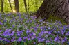 Stauden Gänge 100 x Vinca minor 'Blau' - Blaues Kleines / Produktbild-Vorschau 4