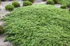 Juniperus communis 'Green Carpet', Wacholder, grün, 20–30 Produktbild-Vorschau 1