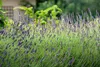 A close-up view of a lavender plant with purple flowers and green stems, set against a blurred background of greenery and a building. Produktbild-Vorschau