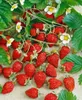 Fragaria vesca 'Elsanta', Walderdbeere, ca. 9x9 cm Topf Produktbild-Vorschau 3