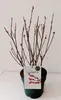 Rosa Riesen-Salweide Mount Aso Busch 50-60 cm Rosa Produktbild-Vorschau 1