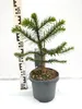Araucaria araucana Andentanne Affenschwanzbaum 40–50 cm im Produktbild-Vorschau 2