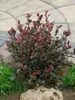 Photinia fraseri 'Little Red Robin', Glanzmispel, rot, Produktbild-Vorschau 8