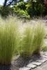 Stipa tenuissima 'Ponytails', Ziergras, ca. 1L Topf Produktbild-Vorschau 1