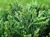 Stauden Gänge 10 x Thuja occidentalis 'Smaragd' - Produktbild-Vorschau 6