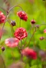 Stauden Gänge 10 x Geum rivale 'Flames of Passion‘ - Produktbild-Vorschau 4