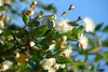 SAFLAX  - Mirto - 30 semi - Con substrato - Myrtus Anteprima dell’immagine prodotto 7