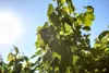 Vitis vinifera 'Erdbeertraube', Weinrebe, süß, 80–100 cm Produktbild-Vorschau 6