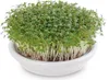 Kressesieb weiß (12 cm) | Sprossensiebe von Eschenfelder Produktbild-Vorschau 2