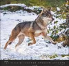 Wandkalender 2027: Wölfe – Beeindruckende Naturfotografie Produktbild-Vorschau 3