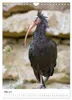 Der Waldrapp - Der etwas andere Vogel (Wandkalender 2027 Produktbild-Vorschau 8
