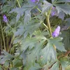 6 x podzimní oměj  - Aconitum carmichaelii 'Arendsii'  | Náhled obrázku produktu 2