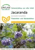 Artikelbild 1 von 'Jacaranda' aus der Kategorie Exotische Samen Náhľad obrázku produktu