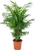 Bloomique - Chamaedorea Elegans - Bergpalme - Produktbild-Vorschau 1