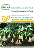Artikelbild 1 von 'Engelstrompete / Pink' aus der Kategorie Blumensamen Náhled obrázku produktu