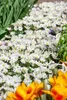 Anemone blanda 'White Splendour', Balkan-Windröschen, weiß, Produktbild-Vorschau 9