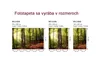 Dimex nástěnná fototapeta MS-3-0098 Les 225 x 250 cm Náhled obrázku produktu 6