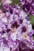 Rhododendron Hybr. 'Pfauenauge', Rhododendron, 50–60 cm, Produktbild-Vorschau 1