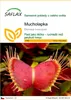SAFLAX - Mucholapka - Dionaea muscipula - 10 Semena Náhled obrázku produktu 1