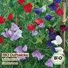 Samenliebe  Duftwicke Samen | Bunte Mischung - stark Produktbild-Vorschau 4