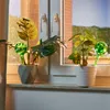 Relaxdays Szklane kulki do nawadniania, zestaw 4 szt., wys. Podgląd zdjęcia produktu 2