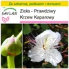 SAFLAX - Zestaw do uprawy - Zioła - Prawdziwy Krzew Podgląd zdjęcia produktu 10