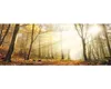 Glasbild Sun & Forest II 125x50 cm Produktbild-Vorschau 1