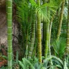 Bambù gigante Moso (Phyllostachys edulis)  - 20 semi Anteprima dell’immagine prodotto 1