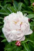 Paeonia lactiflora 'Lady Alexandra Duff', Pfingstrose, Produktbild-Vorschau 2