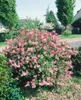 Syringa microphylla 'Superba', Zwergflieder, rosa Blüten, Produktbild-Vorschau 4