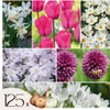 Blumenzwiebelmischung - 125 Stk - Allium, Narcissus, Produktbild-Vorschau 1