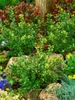 Ilex crenata 'Green Lustre', Japanische Stechpalme, Produktbild-Vorschau 2