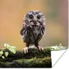 MuchoWow® Poster Steinkauz 50x50 cm - Wohnzimmerdekoration Produktbild-Vorschau 1