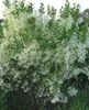 Chionanthus virginicus - Virgínska snežienka 30- 50 cm Náhľad obrázku produktu 1