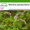 SAFLAX - Mexická mäta Nana - Mentha spicata Nane - 500 Náhľad obrázku produktu 9