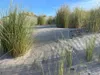 Stauden Gänge 3 x Ammophila arenaria im 1 Liter Topf - Produktbild-Vorschau 2