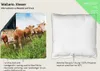 Wallario Premium Kissen, weiche Oberfläche, mit Motiv Kühe Produktbild-Vorschau 2