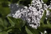 Syringa meyeri 'Palibin', Zwergflieder, lila, 60–80 cm Produktbild-Vorschau 4
