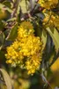 Mahonia aquifolium, Gewöhnliche Mahonie, immergrün, 30–40 Produktbild-Vorschau 4