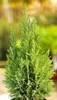 Blaue Scheinzypresse Chamaecyparis Lawsoniana Ellwoodii 30 Produktbild-Vorschau 1