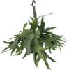 Meergroothandel Platycerium Hirschhorn (fougère corne de Voir les images du produit 1