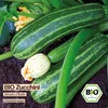 Samenliebe  Zucchini Samen | Striato d'Italia - gestreift & Produktbild-Vorschau 4