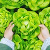 Hlávkový Salát, Královna Máje, Semínka Salátu 6M Náhled obrázku produktu 14