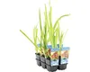 Kosatec Kaempferův červený FloraSelf Iris kaempferi 'Ann Náhled obrázku produktu 4