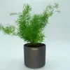 Sparangebot 4 Keramik Blumentöpfe Madeira 15/12 grau Produktbild-Vorschau 2