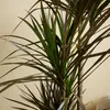 Bloomique - Dracaena Marginata - Dragonnier - Plantes Voir les images du produit 3