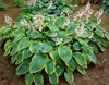 Hosta sieboldiana 'Frances Williams', Funkie, grün-gelb, Produktbild-Vorschau 4