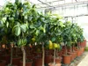 Grünwaren: echter Zitronenbaum 70 - 100 cm Zitrone Citrus Produktbild-Vorschau 2