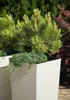 Štvorcový kvetináč s vysokým dlátom 19x36cm Biely + vložka Náhľad obrázku produktu 5