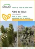SAFLAX  - Arbre de Josué - 10 graines - Yucca Voir les images du produit 1